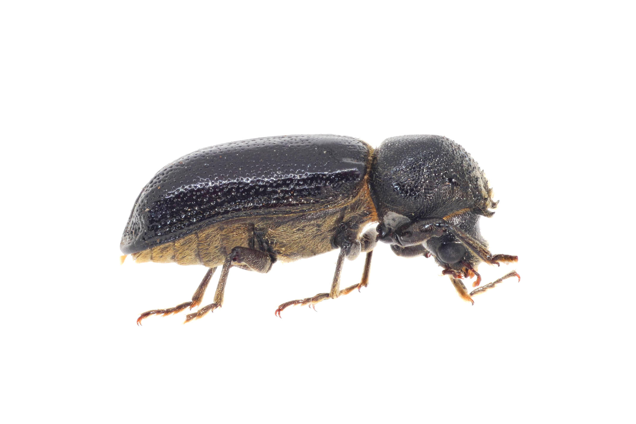 Amphicerus galapaganus Los Gemelos, Isla Santa Cruz. Foto: María Sol Herrera, CDF, 2024.